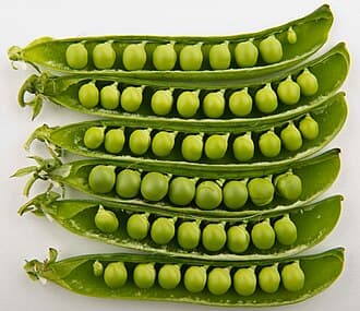 English Pea