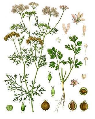 Cilantro