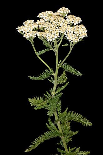 Yarrow