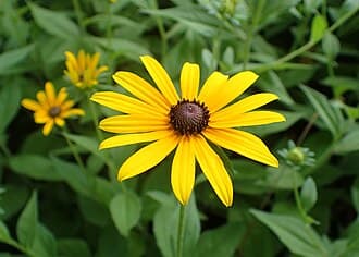 Black-Eyed Susan