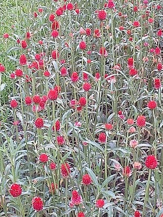 Gomphrena