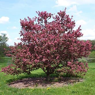 Crabapple