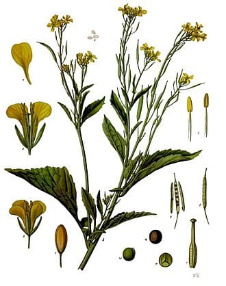 Mustard Greens