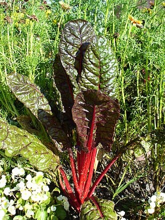 Swiss Chard