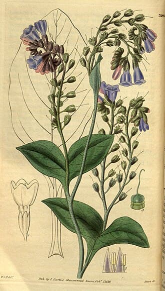 Comfrey