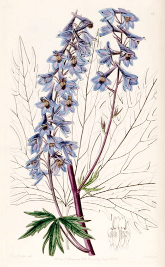 Delphinium