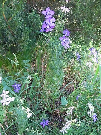 Larkspur