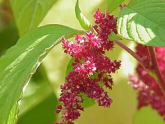 Amaranth