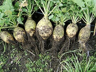 Rutabaga