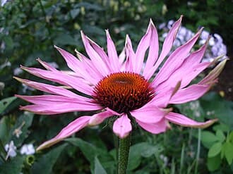 Echinacea