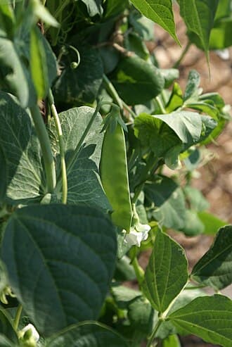 Snow Pea