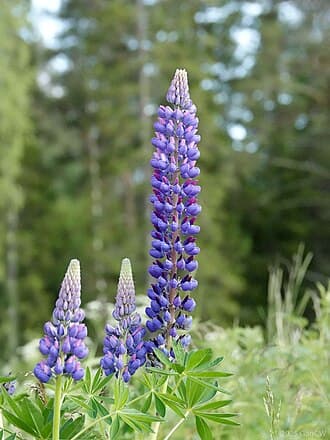 Lupine