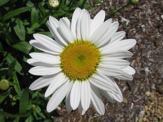Shasta Daisy
